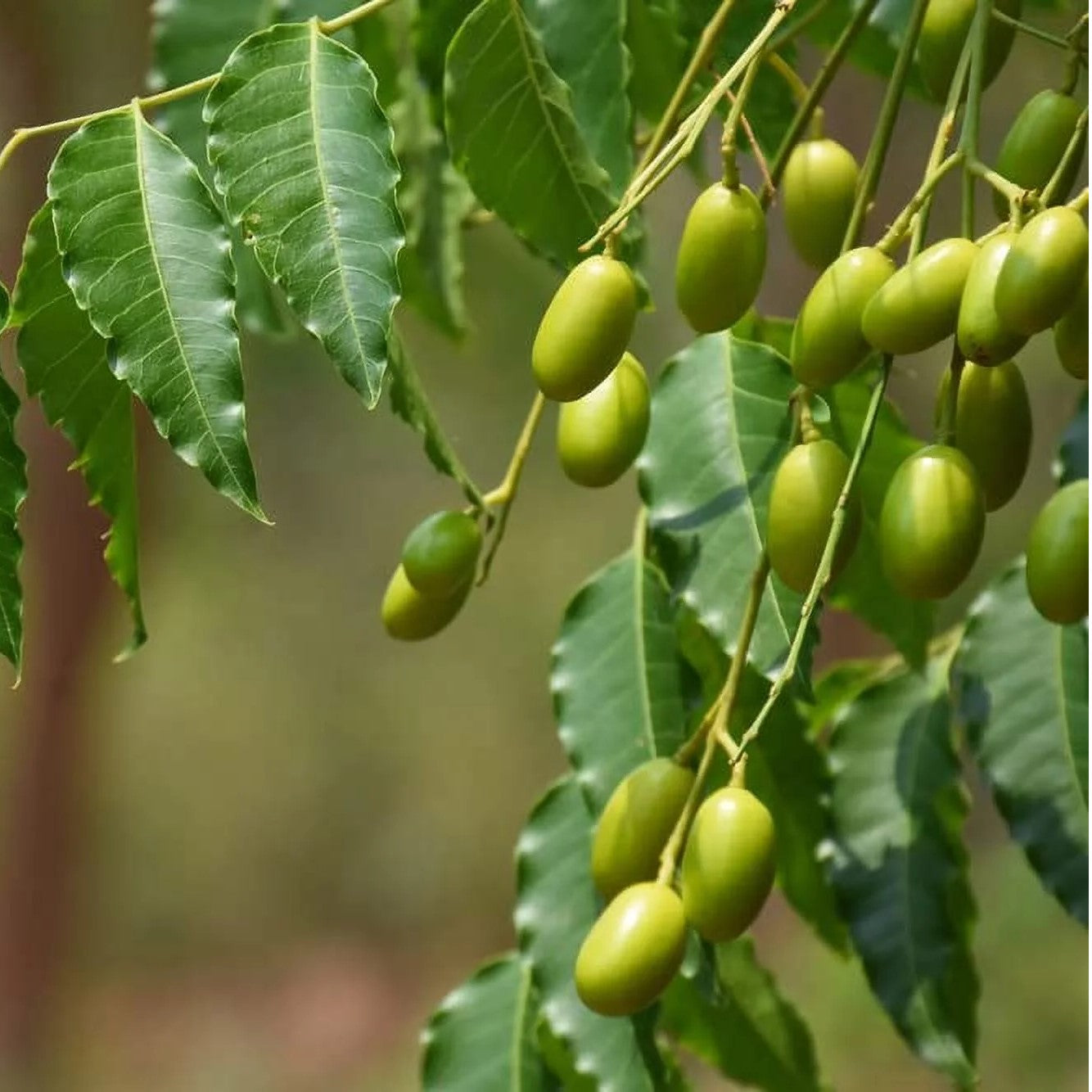 Neem Tree Plant - Nim Tree, Azadirachta Indica Plant