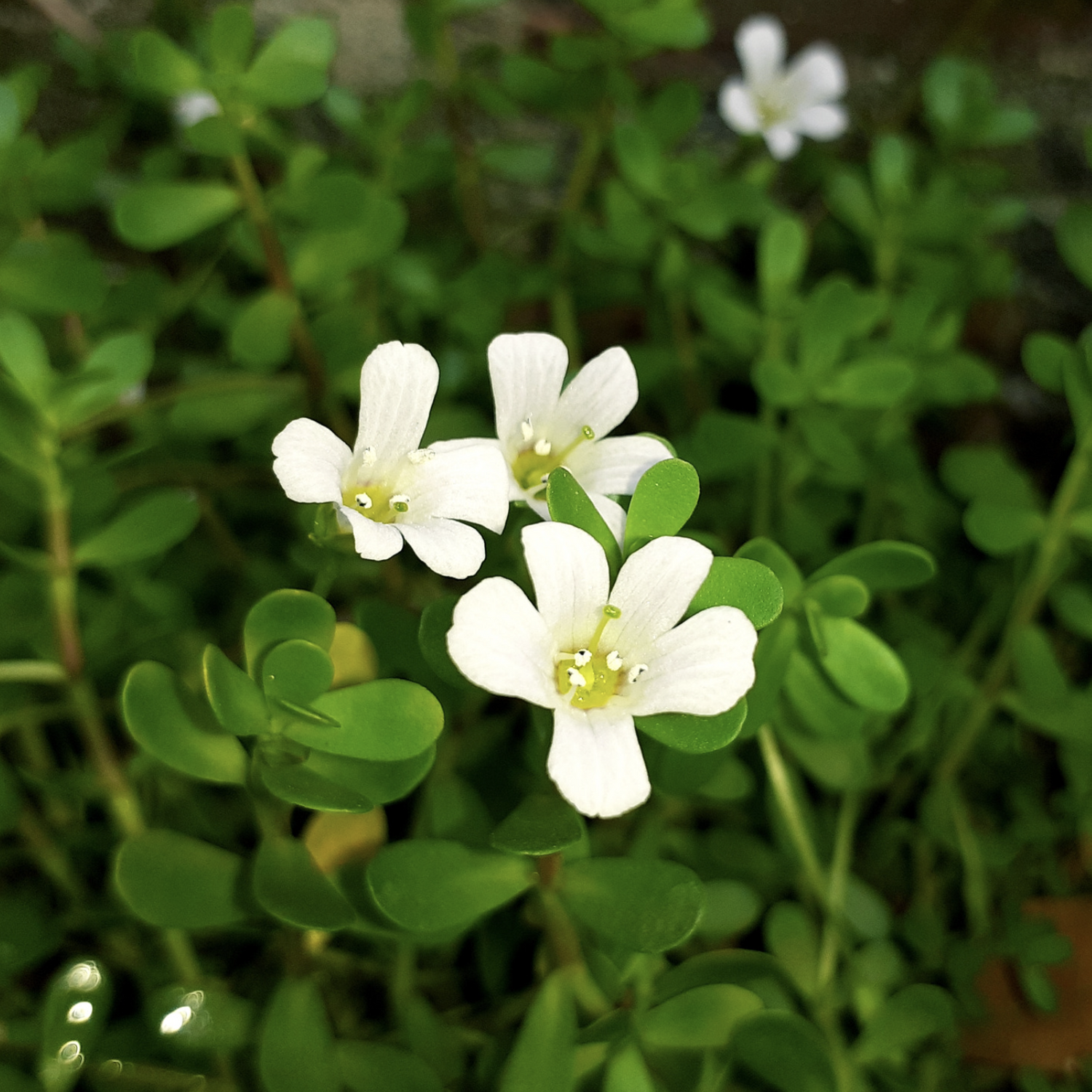 Neer Brahmi Plant - Bacopa Monnieri