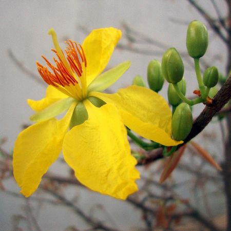 Ochna Serrulata Yellow - Micky Mouse Plant