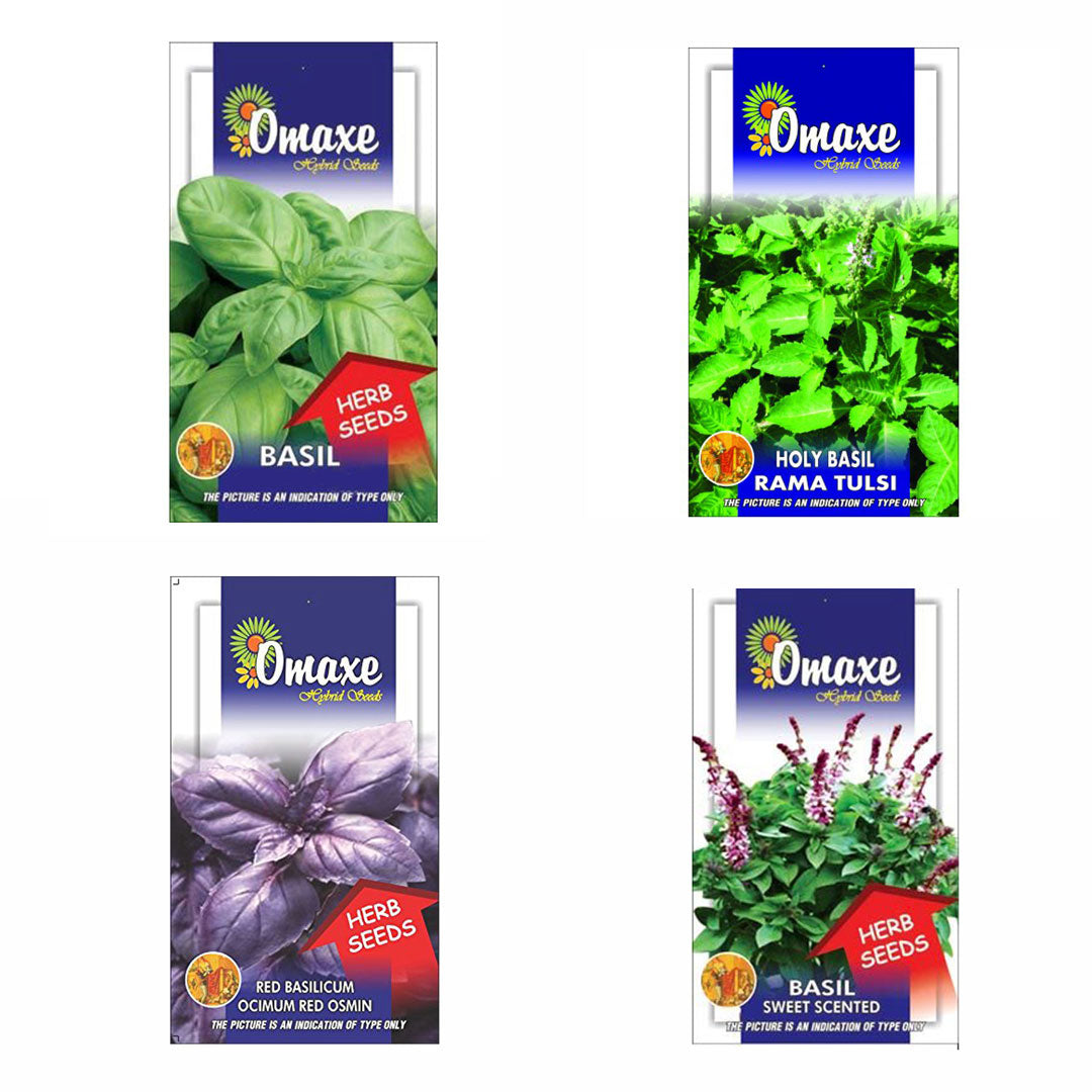 Omaxe Herb Seeds Pack of 4 (Basil Green, Basil Red, Basil Sweet, Holy Basil)