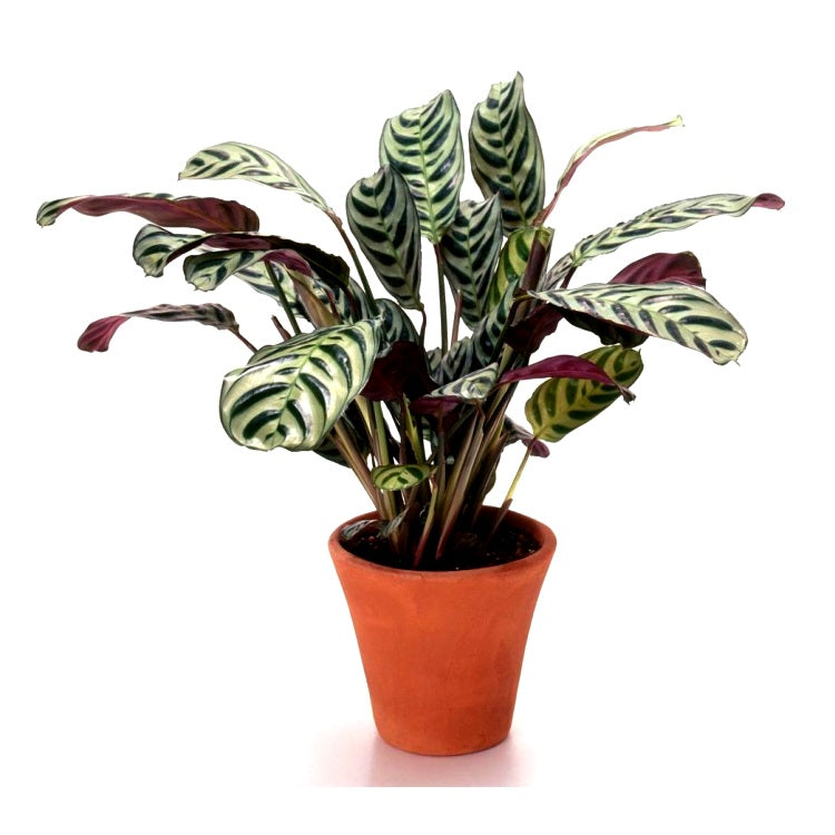 Marantha Roseopicta - Calathea Roseopicta Plant