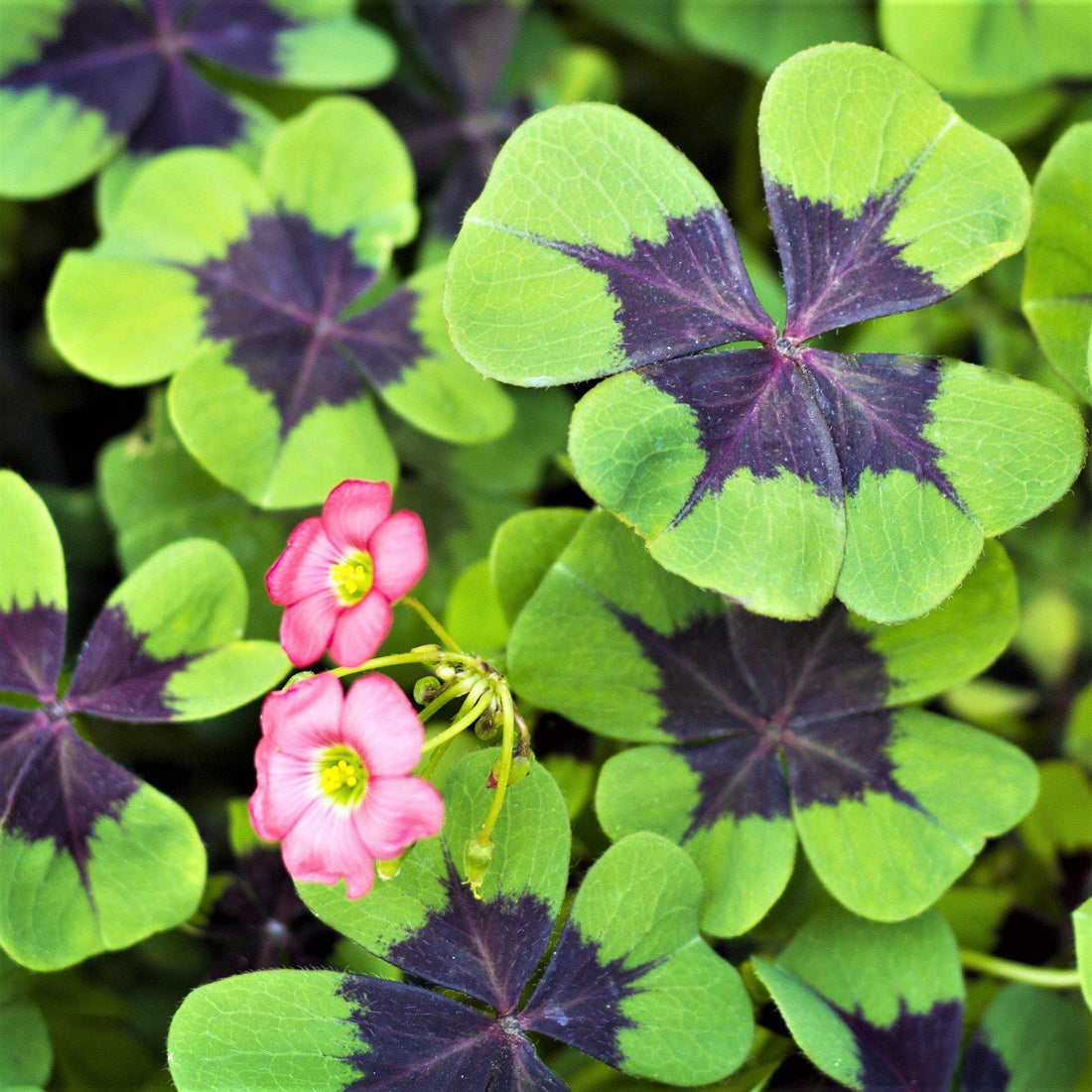 Oxalis Iron Cross (Pack of 5 bulbs)