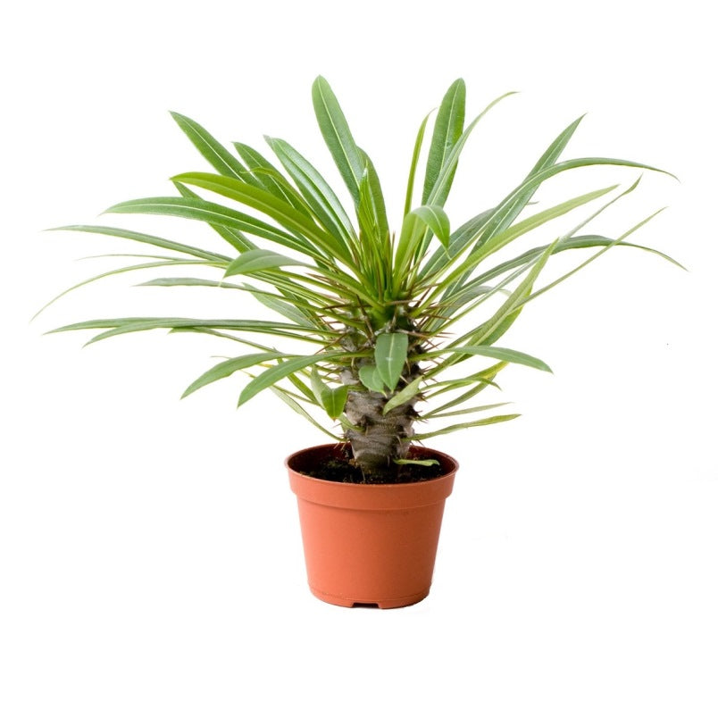 Madagascar Palm &quot;Pachypodium Lamerei&quot; Plant