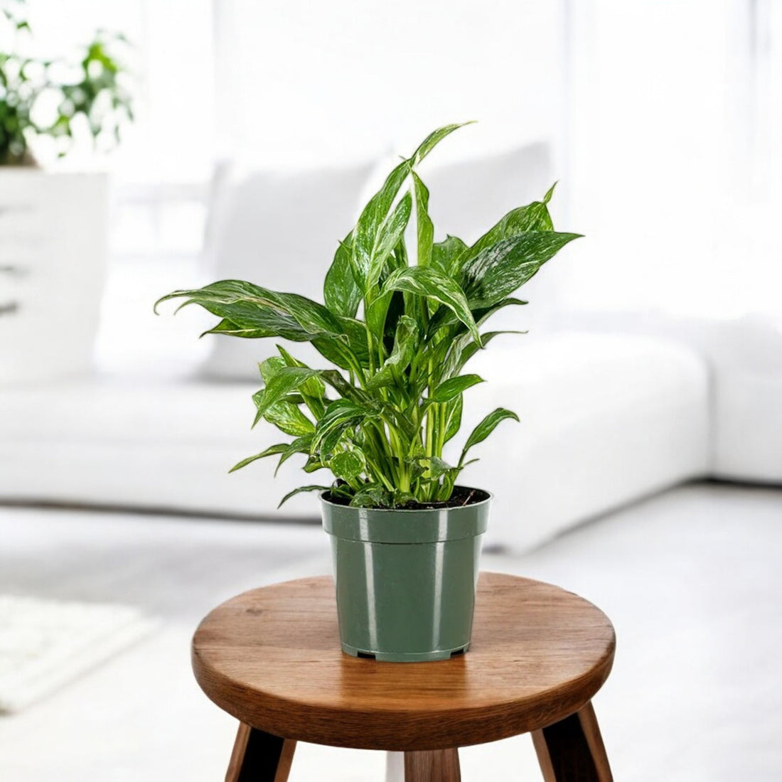 Peace Lily Variegated Plant