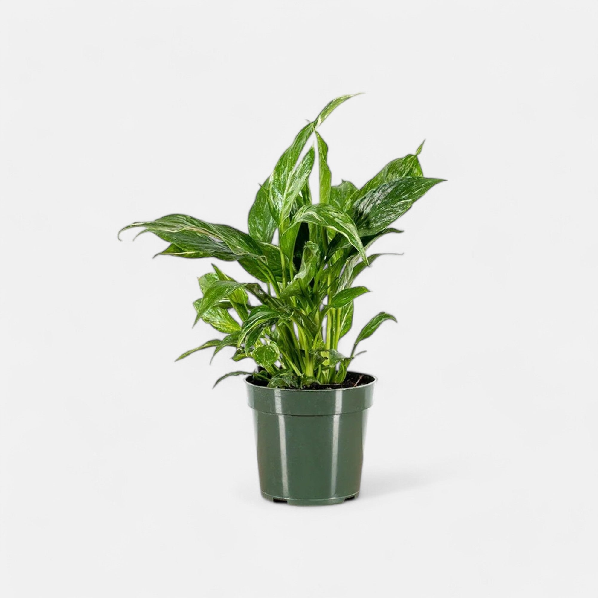 Peace Lily Variegated Plant