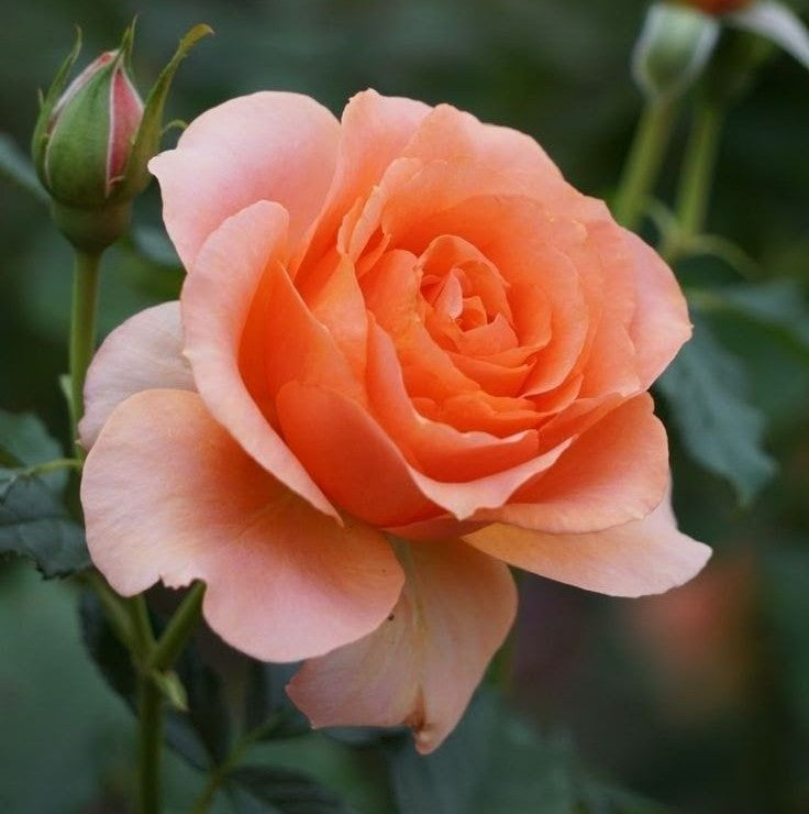 Rose Peach Plant in 6&