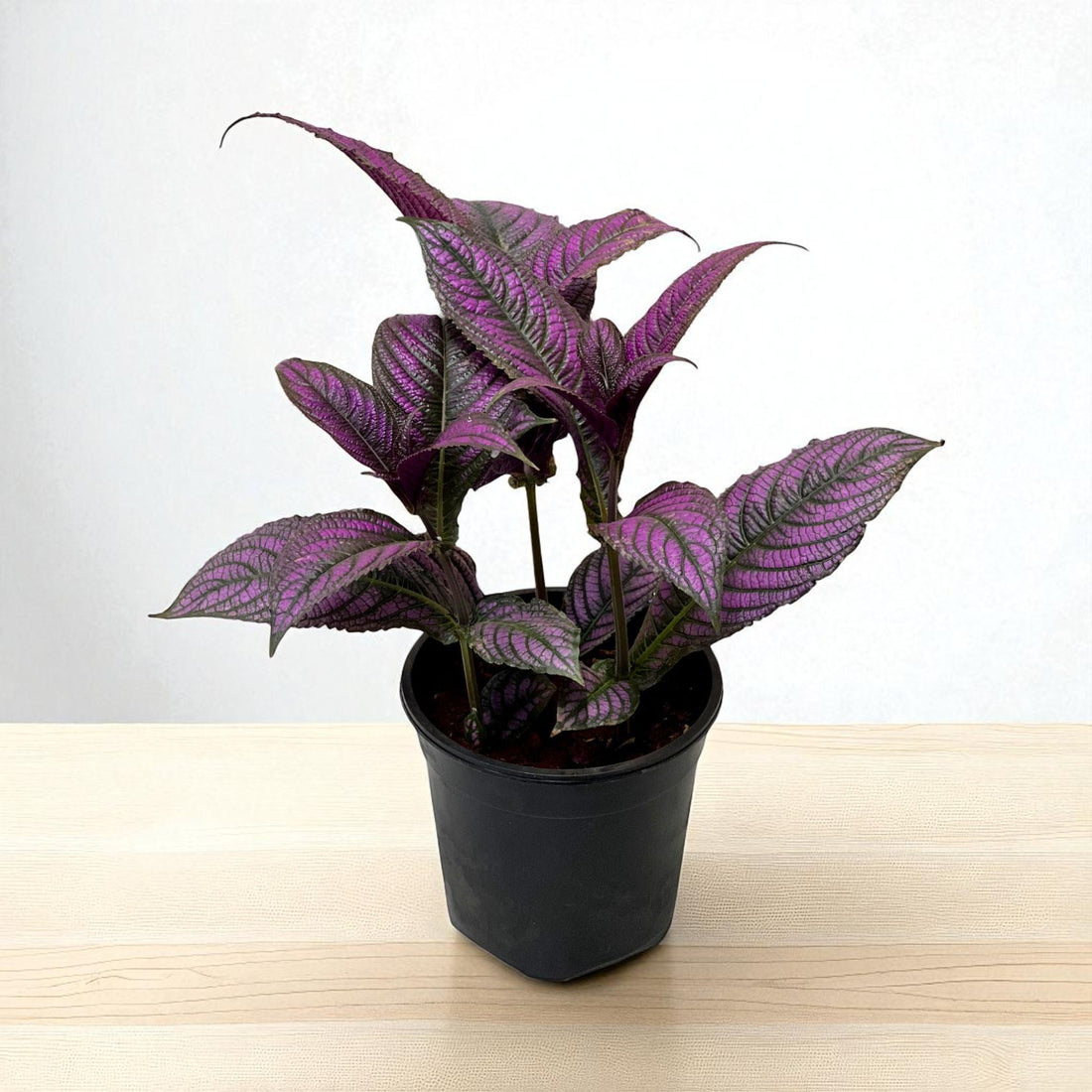 Peacock Plant, Persian Shield - Strobilanthes Dyerianus