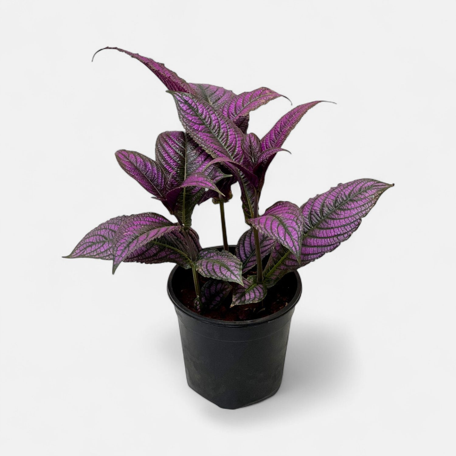 Peacock Plant, Persian Shield - Strobilanthes Dyerianus