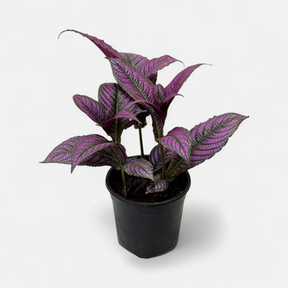 Peacock Plant, Persian Shield - Strobilanthes Dyerianus