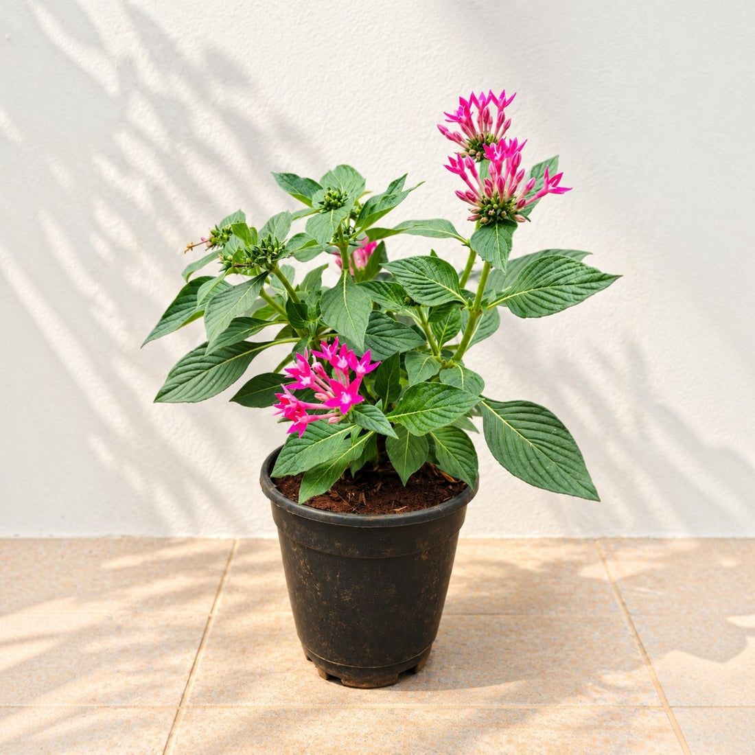 Pentas Pink Plant | 5" Inch Pot Included
