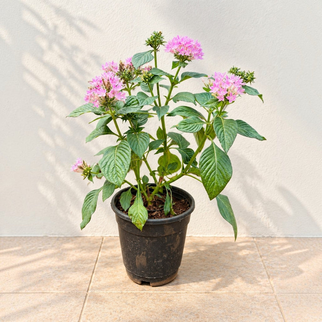 Pentas Purple Plant - 5" Inch Pot Included