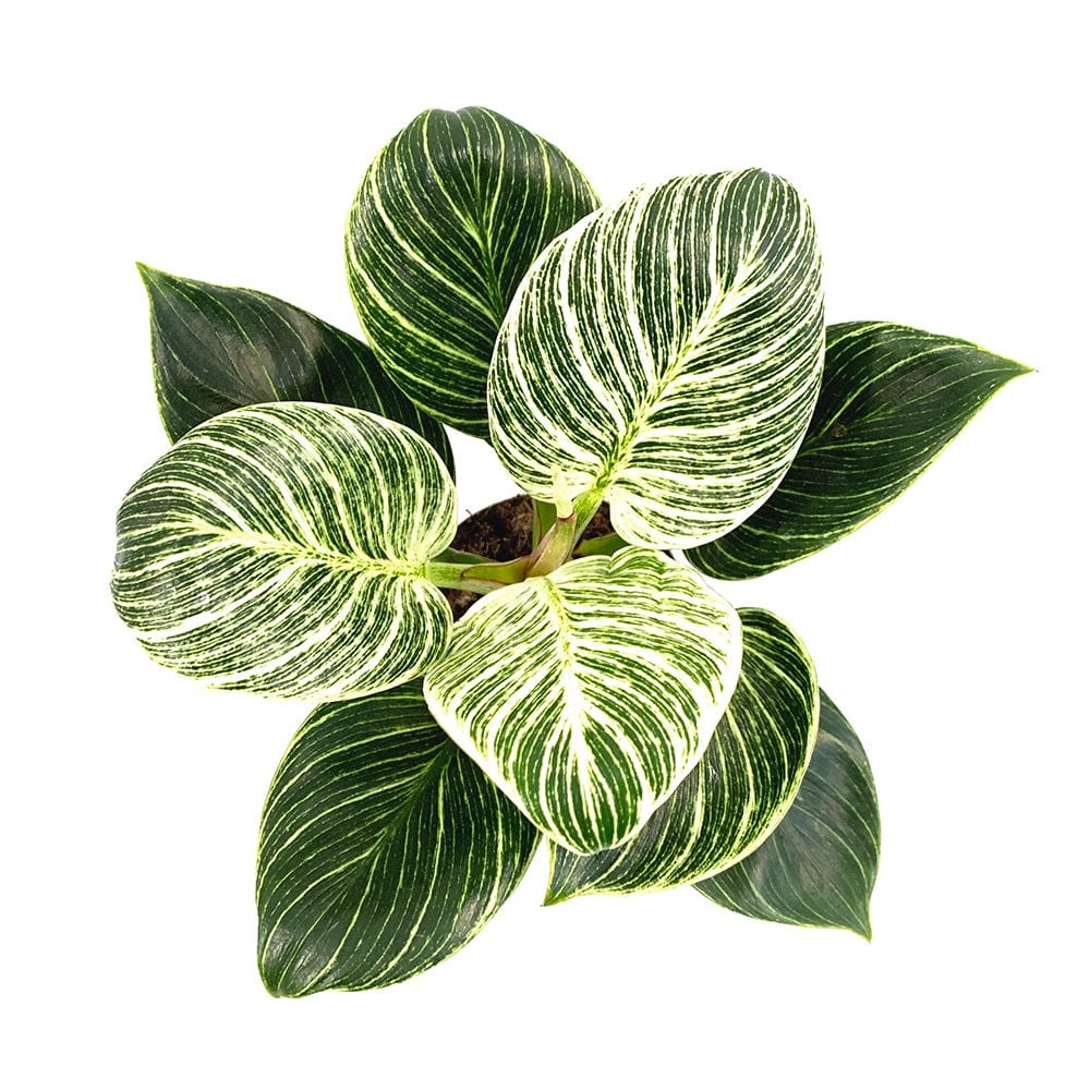 Philodendron Birkin Plant - Philodendron White Wave