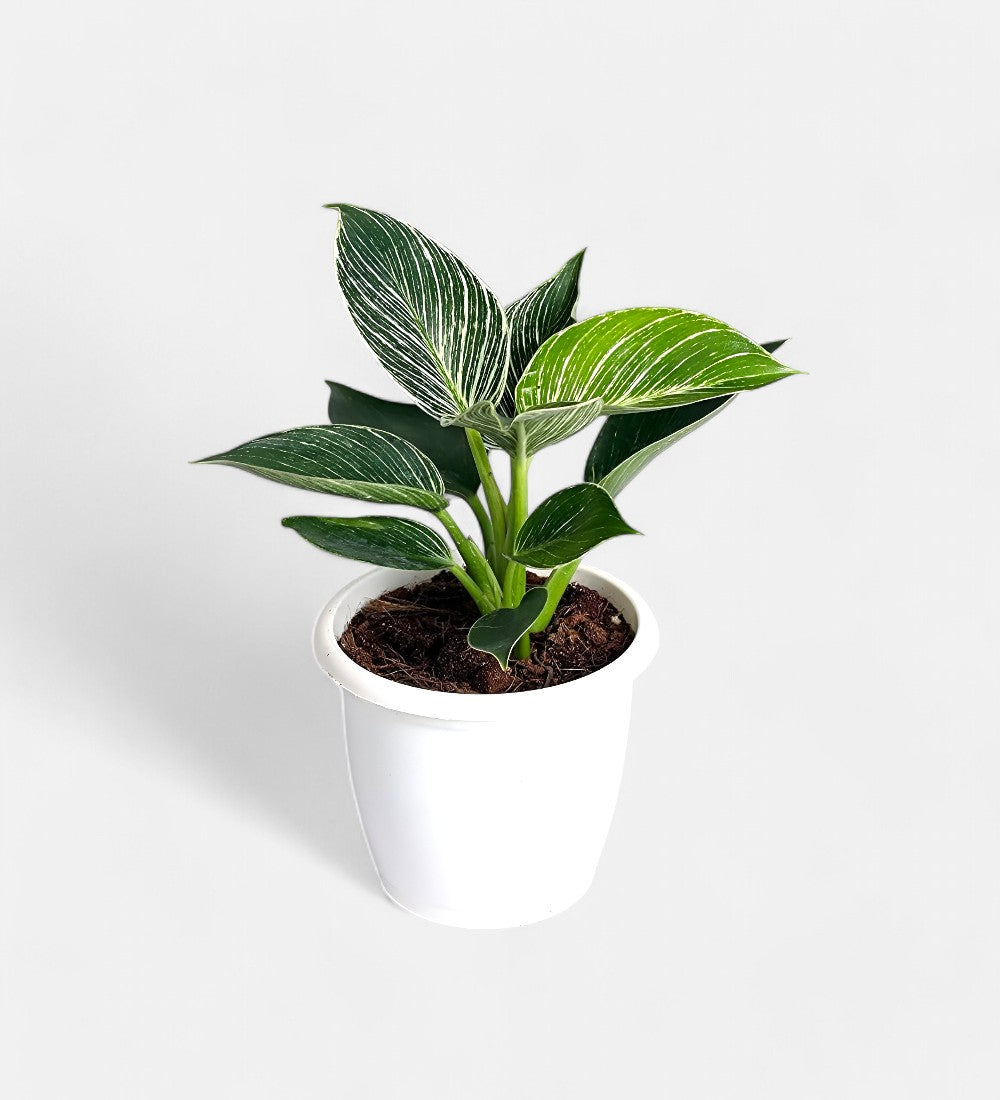 Philodendron Birkin Plant - Philodendron White Wave