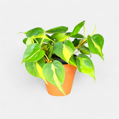 Philodendron Heart Leaf Bicolor Plant - Philodendron Brasil