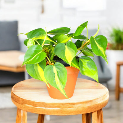heartleaf philodendron buy online Buy Philodendron Heart Leaf Bicolor Plant online at best price