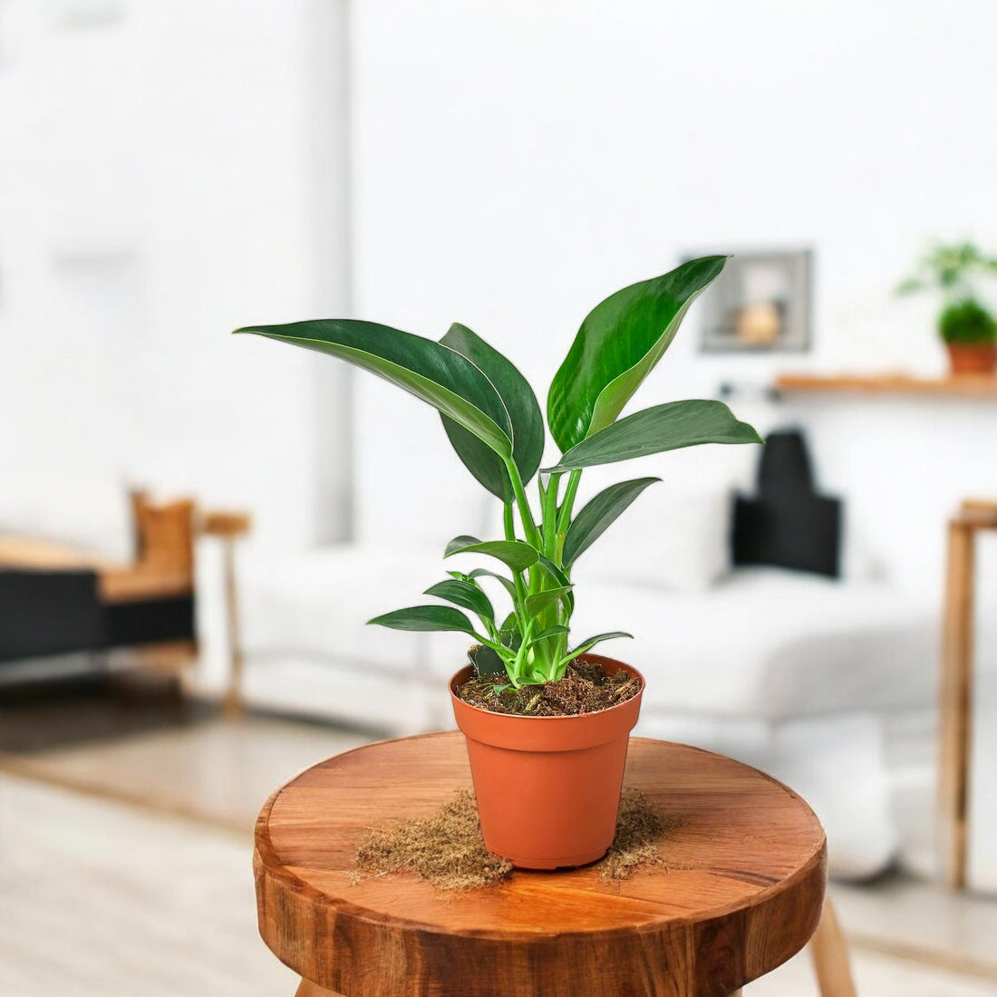 Philodendron Congo Plant