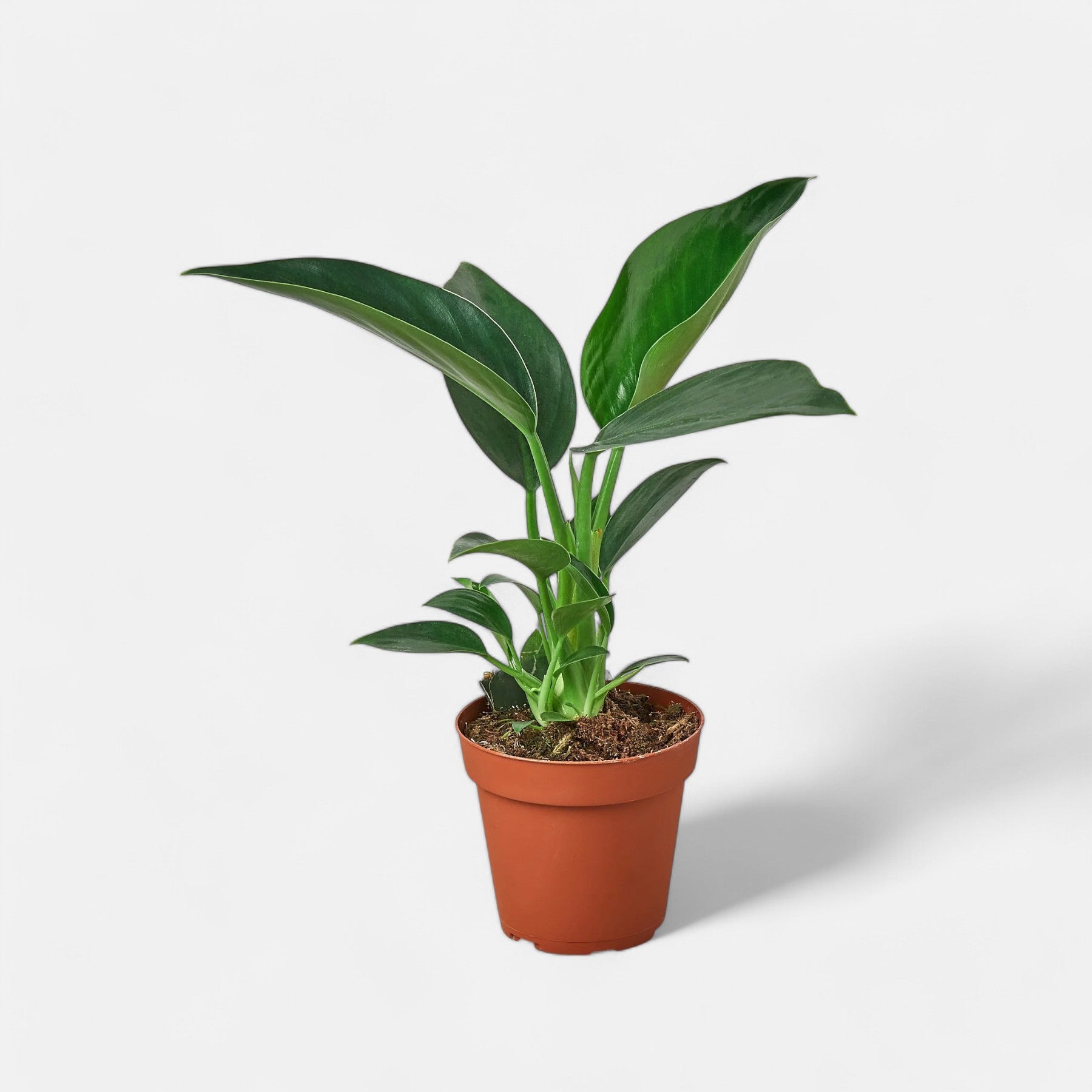 Philodendron Congo Plant