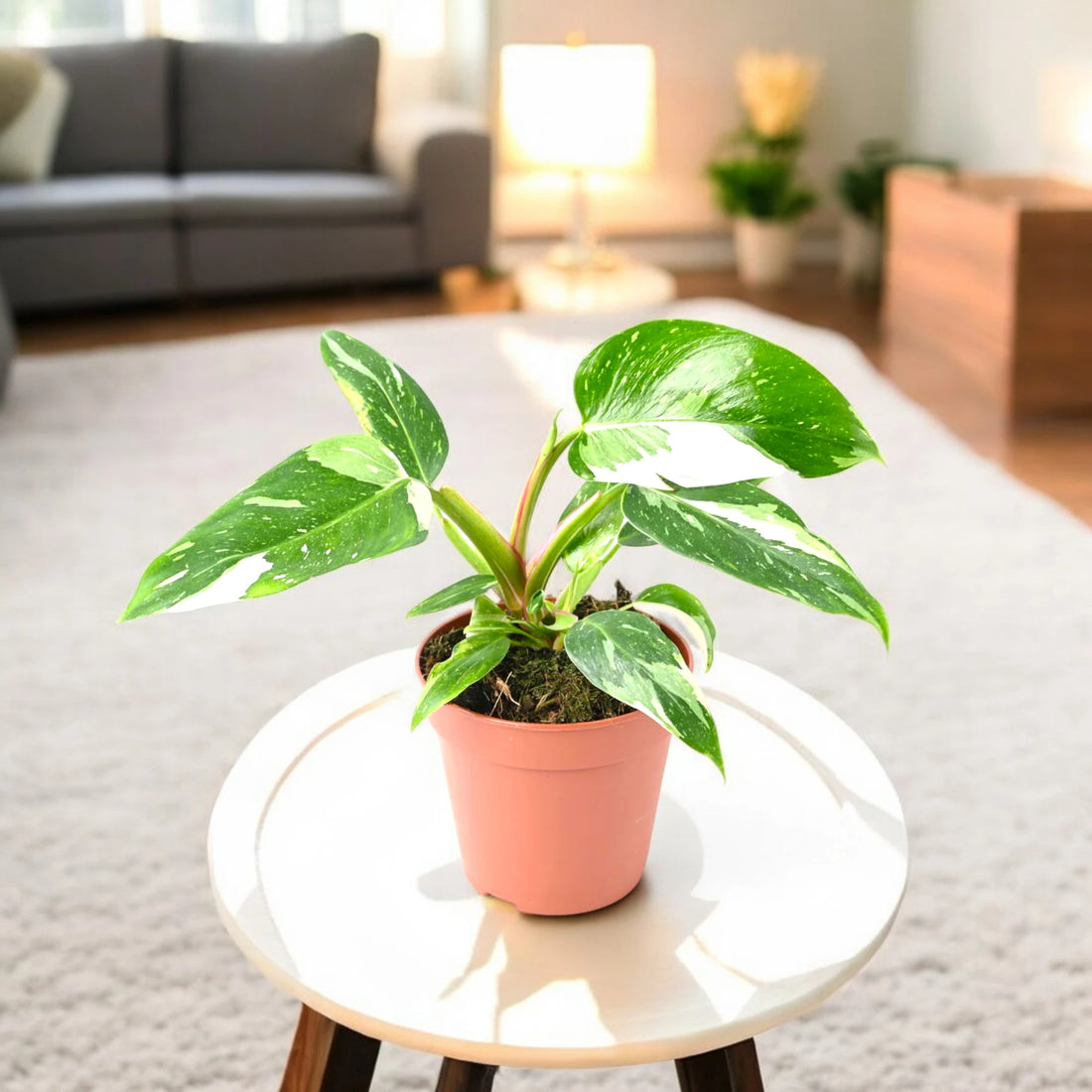 Philodendron White Princess Plant - Air Purifier Indoor Plant