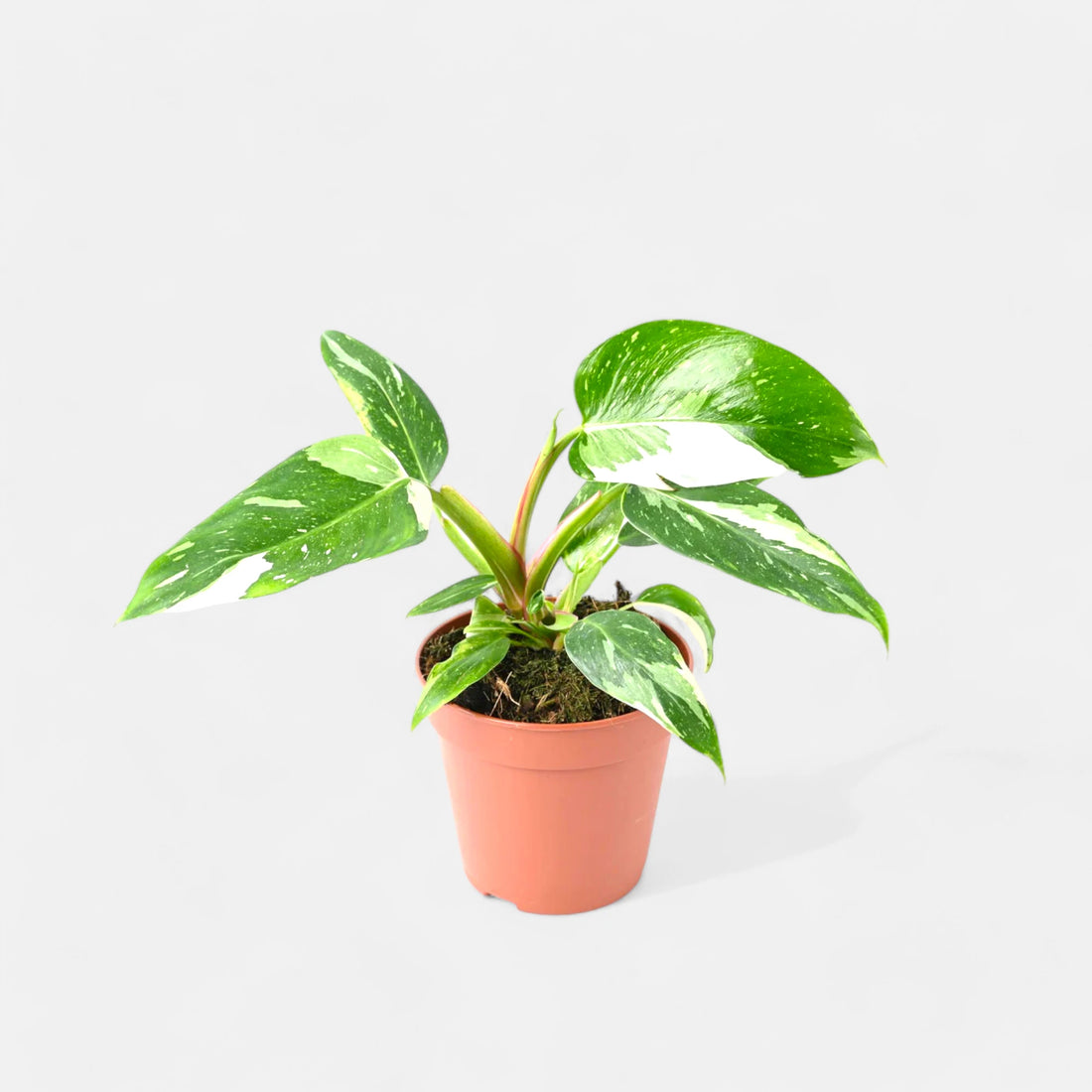 Philodendron White Princess Plant