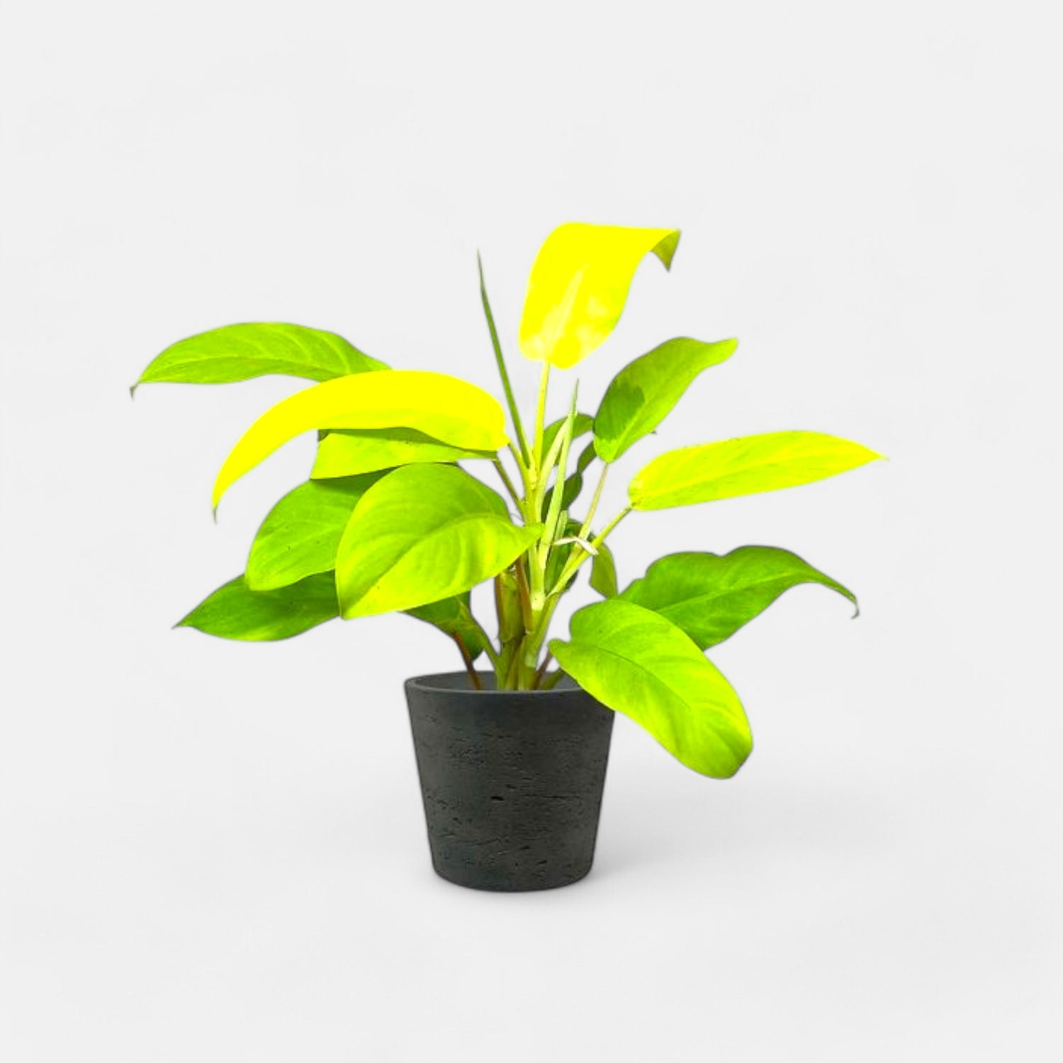 Philodendron Golden Plant