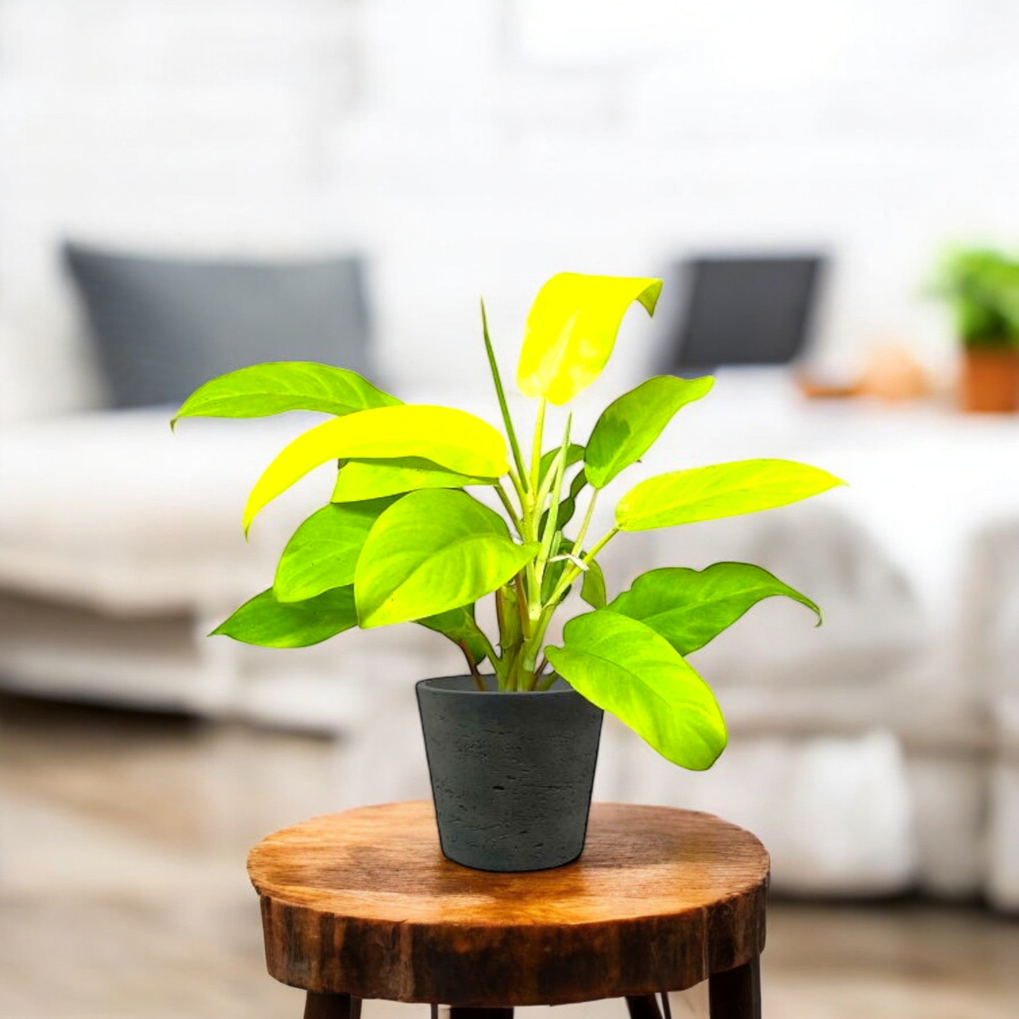 Philodendron Golden Plant