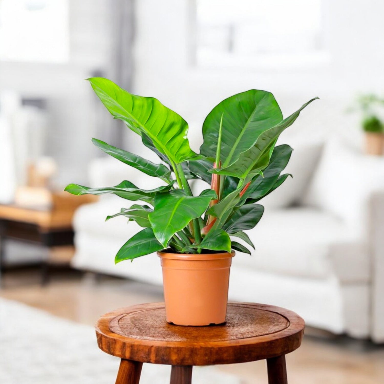 Philodendron Imperial Green Plant