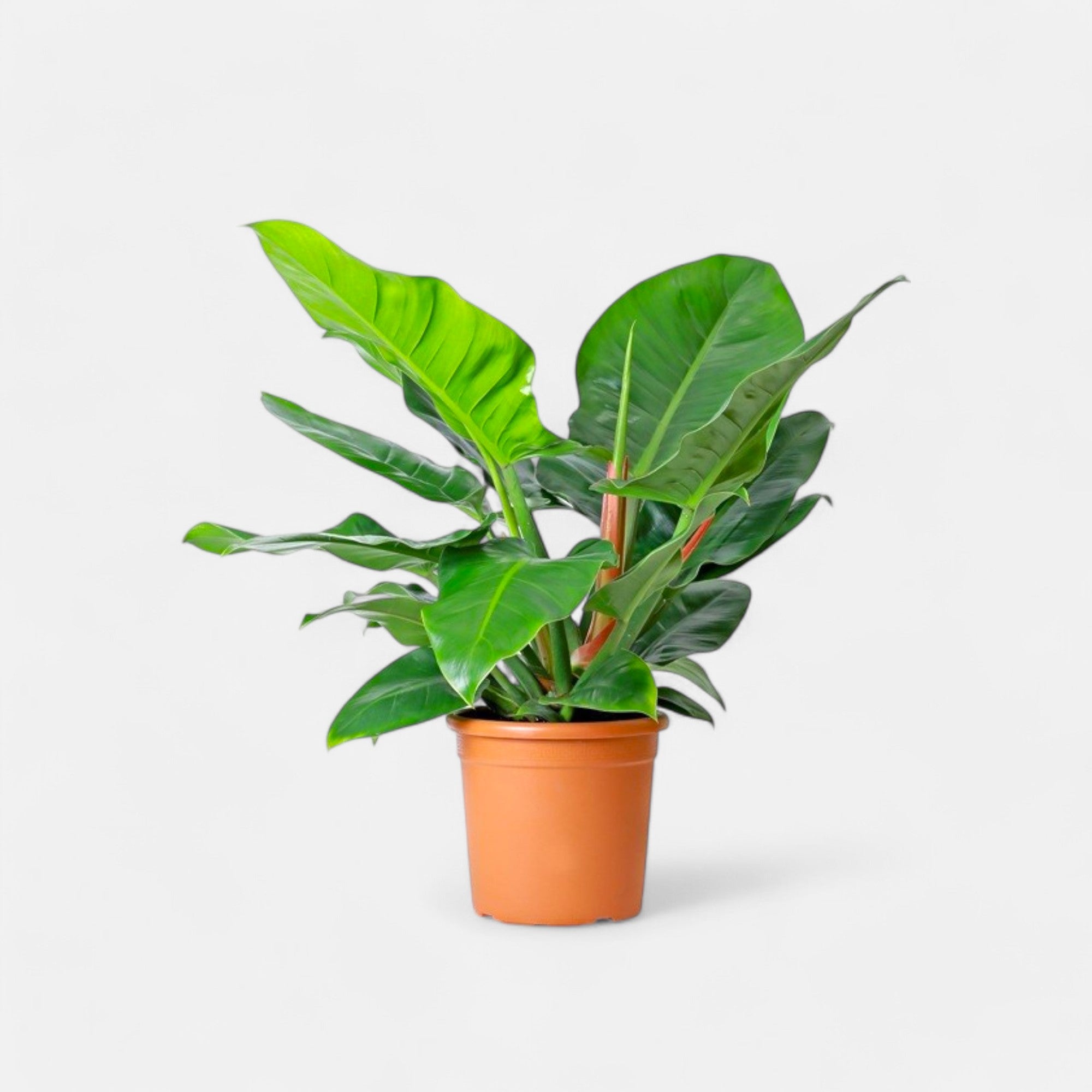 Philodendron Imperial Green Plant