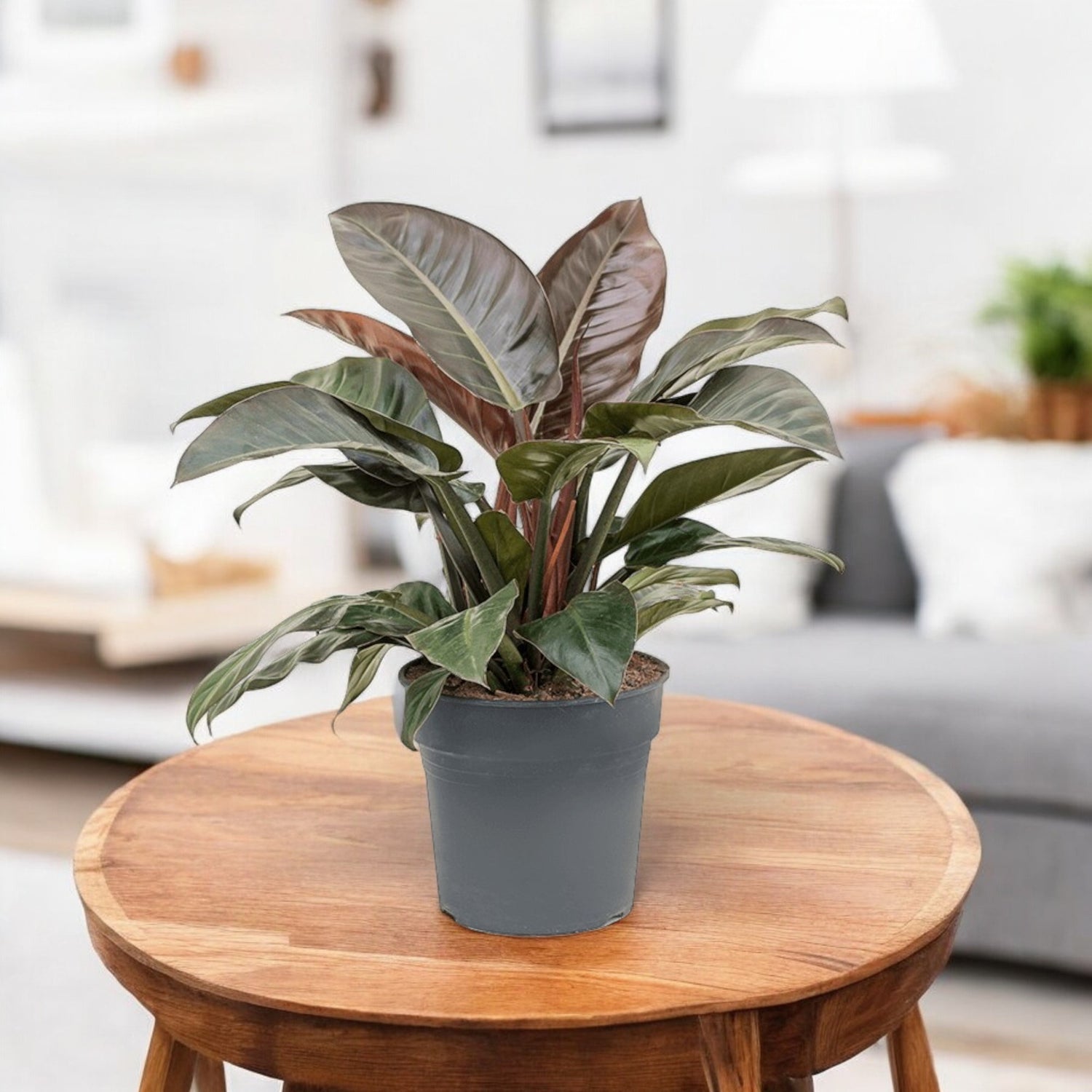 imperial red philodendron for sale Buy Philodendron Imperial Red Big Plant online at best price