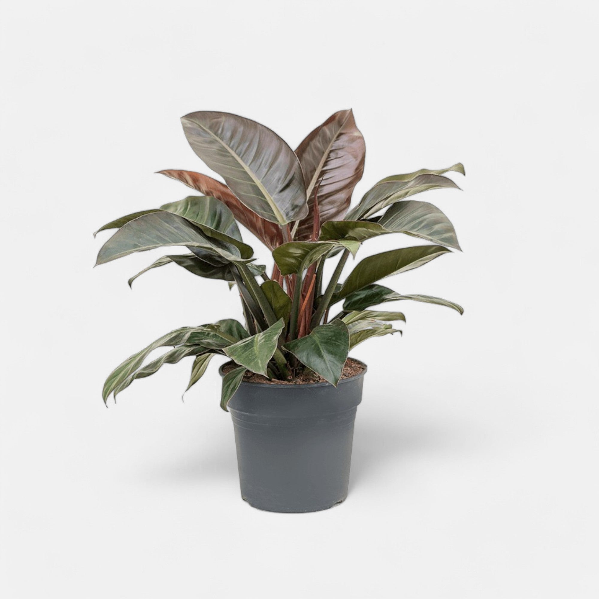 Philodendron Imperial Red - Philodendron Big Plant