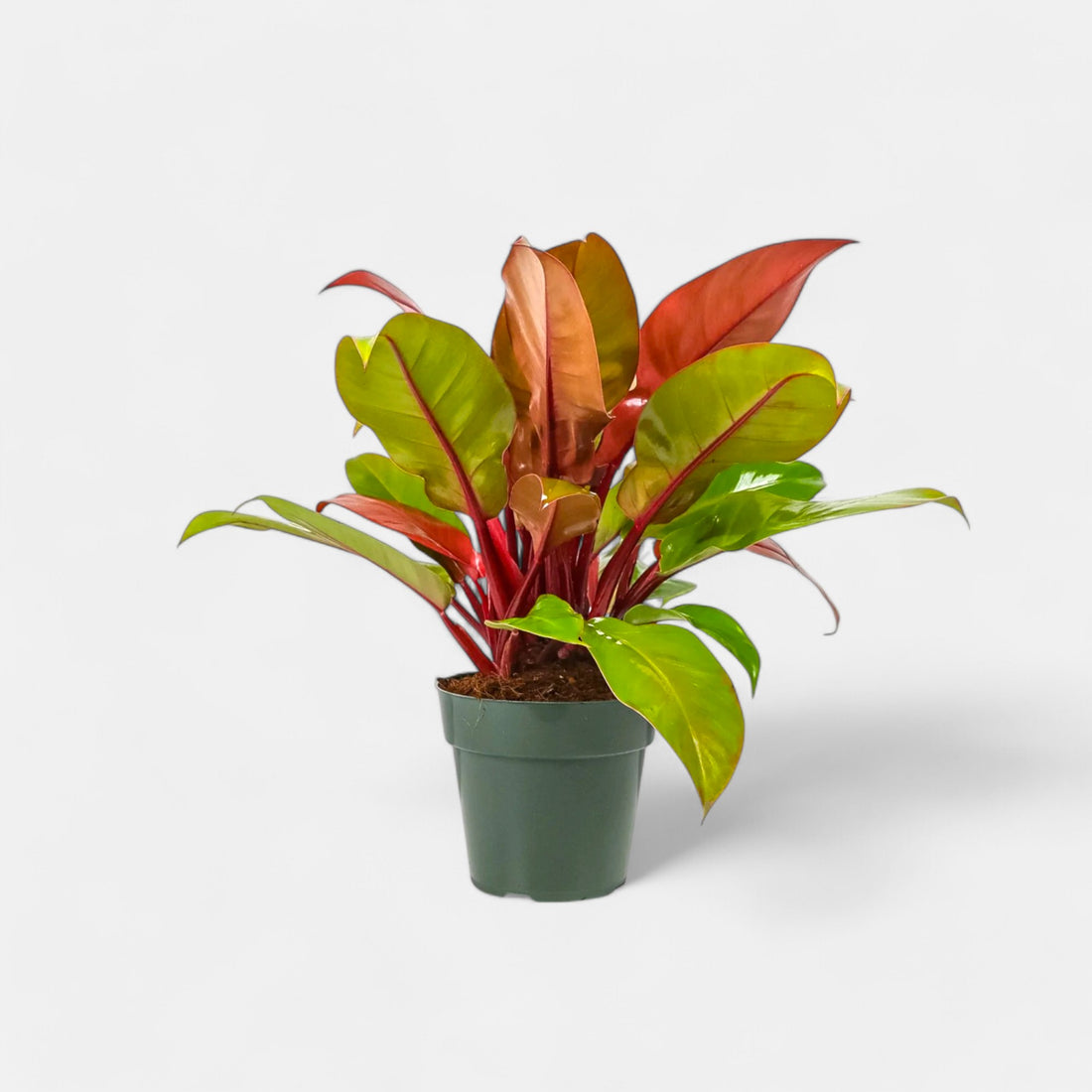 Philodendron Prince of Orange Plant