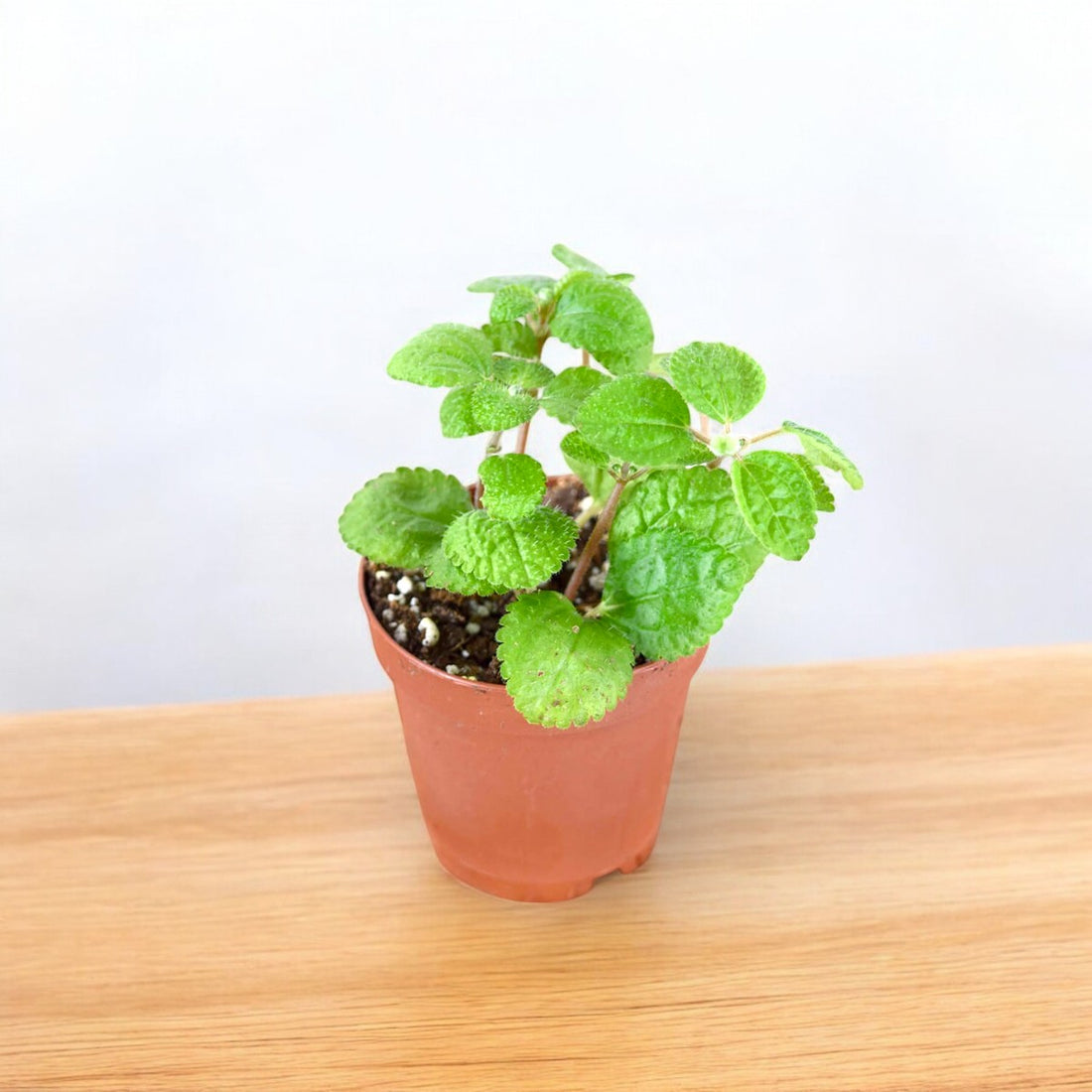 Pilea Green Plant - Creeping Charlie