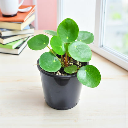 Pilea Peperomeoides - Chinese Money Plant