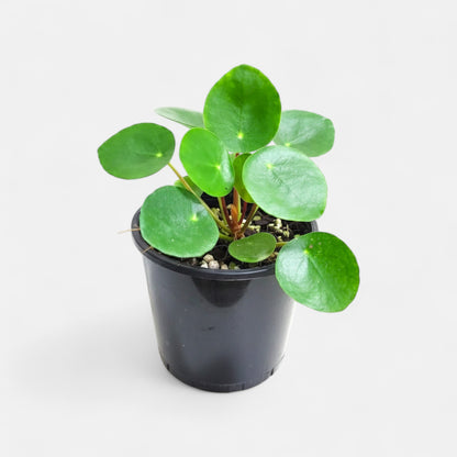Pilea Peperomeoides - Chinese Money Plant