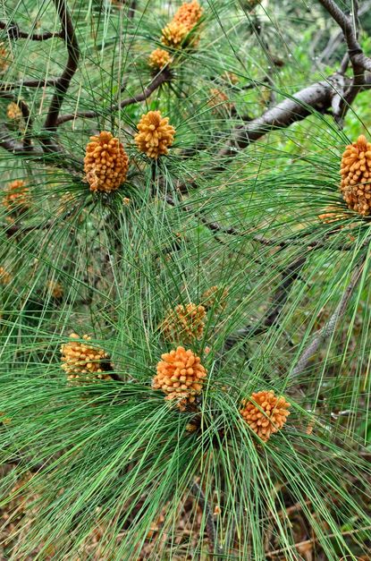 Pine Tree - Chir Pine - चीड़ का पेड़