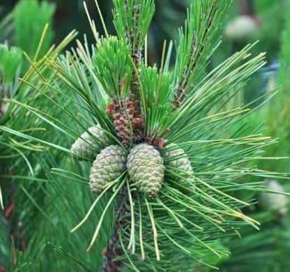 Pine Tree - Chir Pine - चीड़ का पेड़