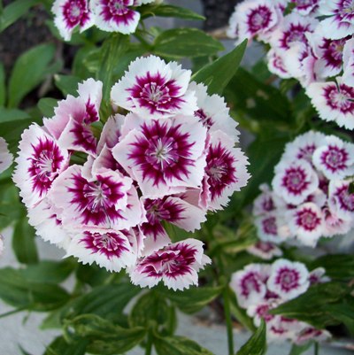 Dianthus Pink White