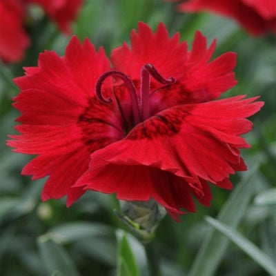 Dianthus Red