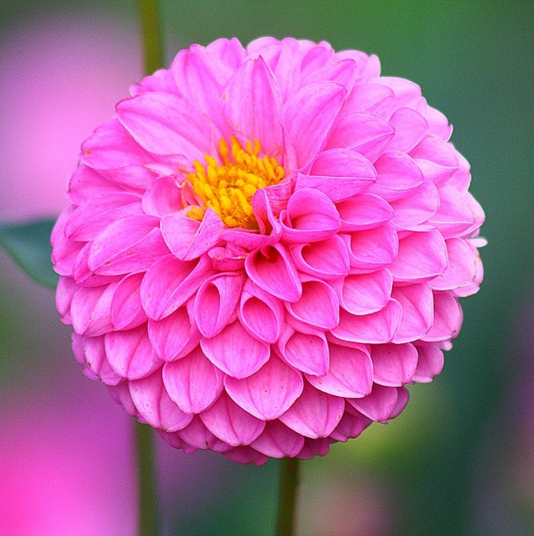 Dahlia Pink