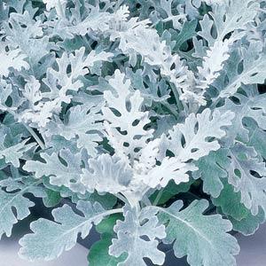 Dusty Miller Plant