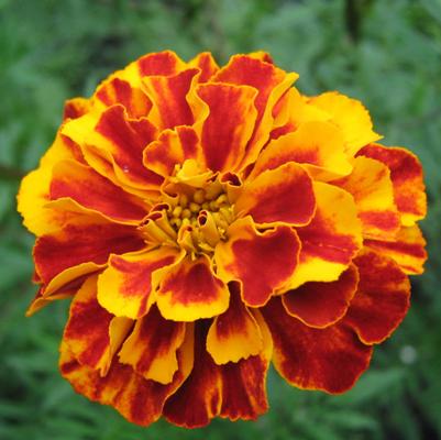 Marigold French Plant