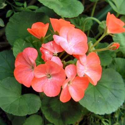 Geranium Orange