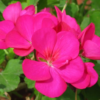 Geranium Pink Plant