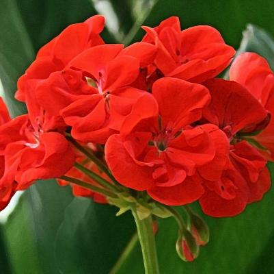 Geranium Red