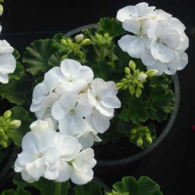 Geranium White