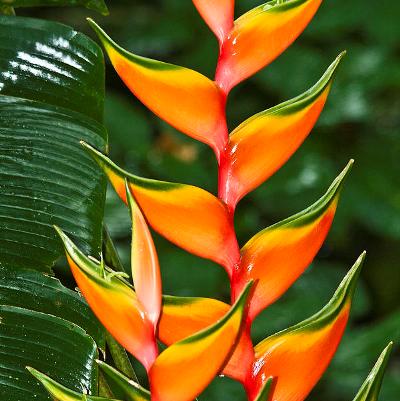 Heliconia Bihai Plant