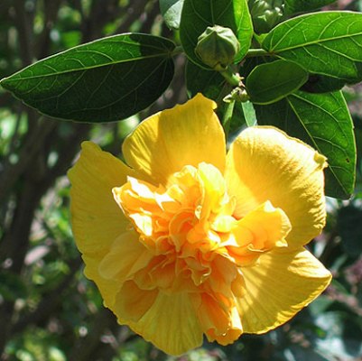 Hibiscus Yellow Double plant - Jaswand, Gudhal