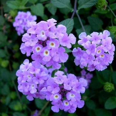 Lantana Purple Plant