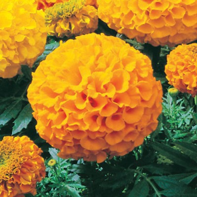 Marigold Yellow Plant