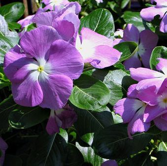 Vinca Purple