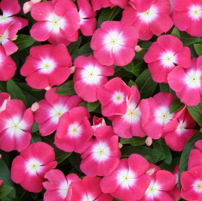 Omaxe Vinca F1 Nana Rose Seeds